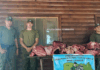 FAENAS CLANDESTINAS: DECOMISAN MÁS DE 180 KILOS DE CARNE EN LAVALLE