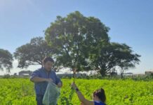 IPT – INTA REALIZAN ENSAYO DE PASTURA EN EL ÁREA TABACALERA