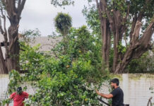 “Protección del arbolado urbano”