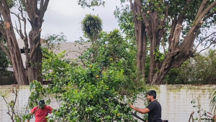 proteccion_arbolado_urbano_poda_ilystrac (1)