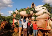 Yerba mate: advierten una caída en la calidad tras la desregulación del sector