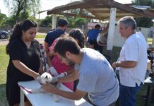 PEDRO DEPIAGGIO : RECOMENDACIONES PARA EL CUIDADO DE MASCOTAS ANTE ALTAS TEMPERATURAS