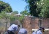 Santa Lucía: fueron por una pelea familiar y encontraron plantas gigantes de marihuana