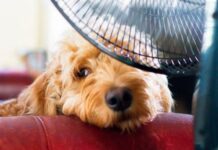 Recomendaciones para el cuidado de mascotas ante altas temperaturas