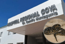 Goya: Segundo ataque de yarará en una semana