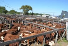 Bella Vista: Con más de 1600 cabezas abrió el circuito de remates para pequeños productores