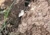 Hallan artefacto explosivo en Paso de los Libres