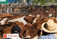 El Remate Ganadero para Pequeños y Medianos Productores en Goya ya tiene fecha