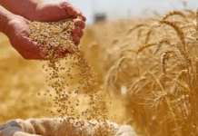 Preocupante: La guerra en Medio Oriente dispara los precios de los alimentos a nivel global