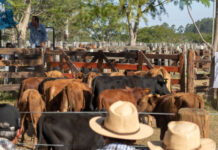 RÉCORD DE INSCRIPTOS PARA EL 16° REMATE DE PEQUEÑOS PRODUCTORES EN GOYA