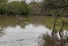 TRAS EL DESCENSO DEL ARROYO ÁVALOS, 26 FAMILIAS PUDIERON VOLVER A SUS VIVIENDAS EN PERUGORRÍA