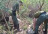 Paso de los Libres: recuperaron dos ovejas robadas en la 5 ta Sección Palmar y crece el malestar de los productores por los reiterados casos de abigeato