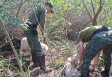 Paso de los Libres: recuperaron dos ovejas robadas en la 5 ta Sección Palmar y crece el malestar de los productores por los reiterados casos de abigeato