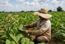 PRODUCTORES TABACALEROS YA RECIBIERON EL PAGO DEL SOBRERPRECIO