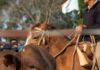 La 73.ª Expo Rural reunió al campo, la producción y el trabajo de Paso de los Libres