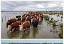 LA CRECIDA DEL PARANÁ PONE EN ALERTA A LOS GANADEROS: MÁS DE 60.000 ANIMALES DEBEN SER TRASLADADOS EN GOYA Y BELLA VISTA